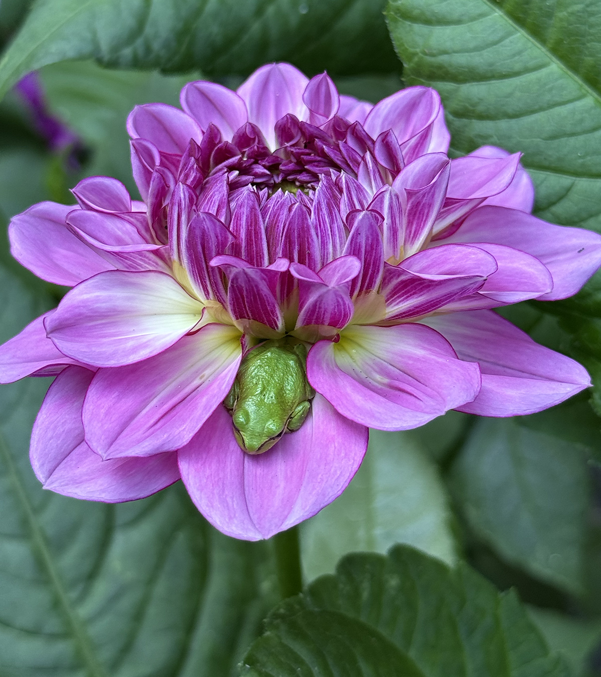 PNW Bainbridge issue cover